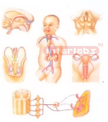 GENERAL VIEW MODELOF ENDOCRINE GLANDS OF HUMAN